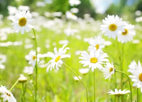 Best Time to Visit Araku Valley: Weather, Season & Temperature Guide