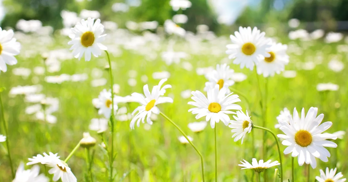 Best Time to Visit Araku Valley