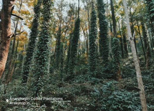 Vizag Local Araku Vanjangi Tour Package