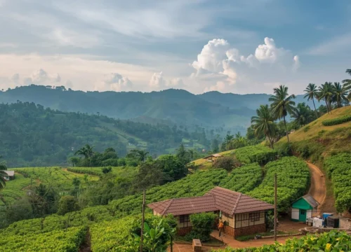 Finding Low Price Hotels in Araku: A Budget Traveler’s Guide