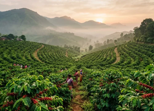 Araku Coffee: From Plantations to the Coffee Museum